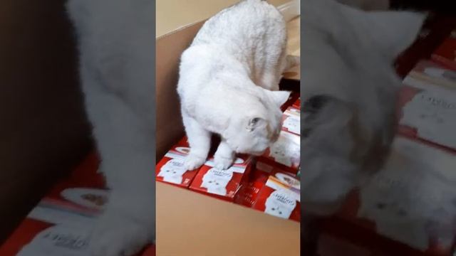 Cat unboxing huge zooplus package. When your pet gets better and bigger packages than you!! смотреть онлайн