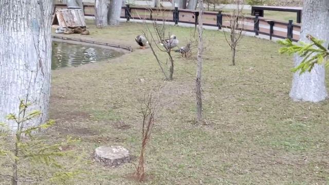 Утки прилетели в Обнинск. 13.04.19 смотреть онлайн