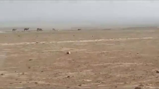 Верблюд #🐫 #🐪 #🇹🇯 #душанбе2024 #душанбе #таджикистан #shorts #shortsvideo #tjk #uz #tj #🇺🇿 #тч #taj смотреть онлайн