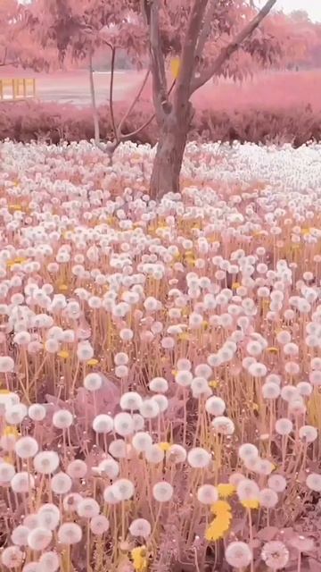 Forest of dandelions flying in the wind смотреть онлайн
