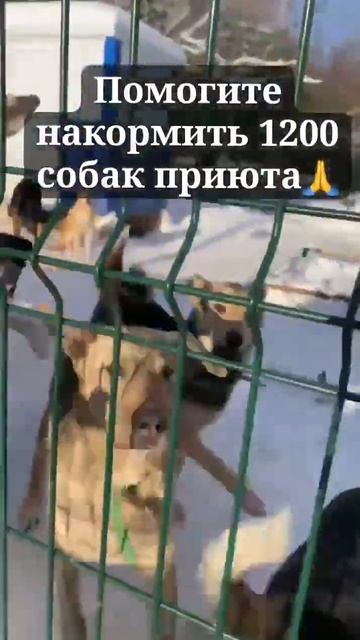 Помощь животным! Помогите накормить собак приюта! Приют "Домашний": "Выбери меня"! п. Измайлово М.О смотреть онлайн