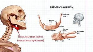 10 ОДА- группы мышц