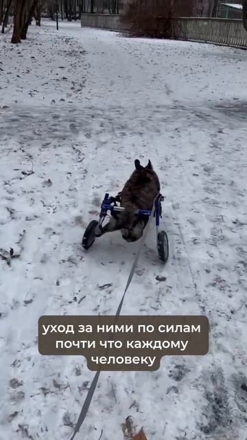 Собаки инвалиды=обычные собаки ❤️🩹 согласны или нет? #спинальник #собакаизприюта смотреть онлайн