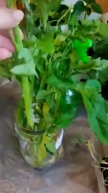 лайфхак с посадкой томатов 😁 смотреть онлайн
