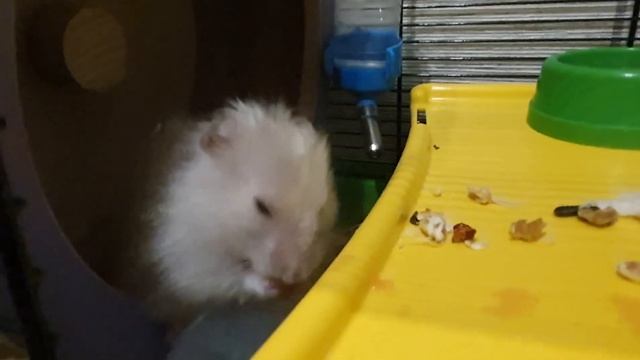 Хомяк ест арбуз/ Hamster eats watermelon смотреть онлайн