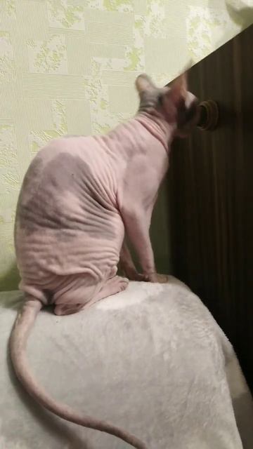 😁❤️ #сфинкс #cat #sphynx #animal #catlover #cute #сфинксы #cutecat #одеждадляживотных #funny смотреть онлайн