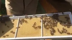 Пластиковая рамка в улье.