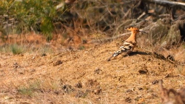 Dudek chocholatý (Upupa epops),Eurasian hoopoe,Wiedehopf смотреть онлайн