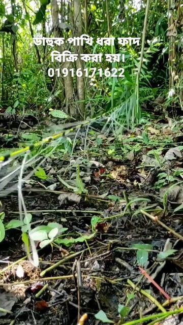 haw to make water hen dahuk bird trap handing.ruak ruak bird trap handing.#shorts смотреть онлайн