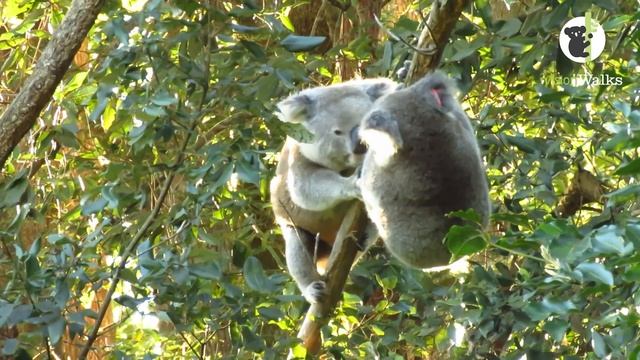 Koalas mating смотреть онлайн