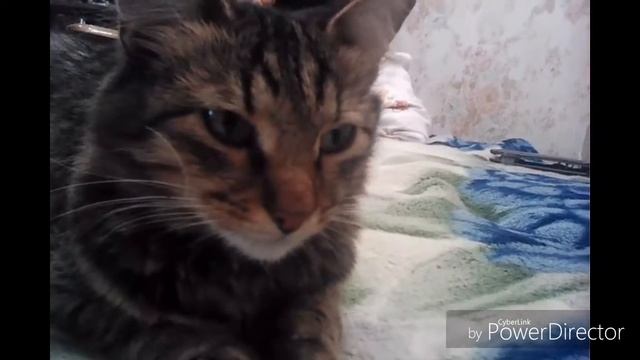 Ухожу с ютьюба?Симка растроена смотреть онлайн