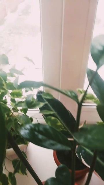 Мои любимые и неприхотливые комнатные цветочки смотреть онлайн