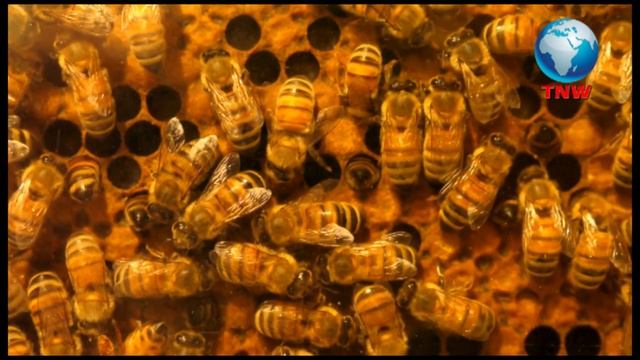 दुनिया की सबसे बड़ी मधुमक्खी इंडोनेशिया में मिली | Wallace's Giant Bee Is The World's Largest Bee смотреть онлайн