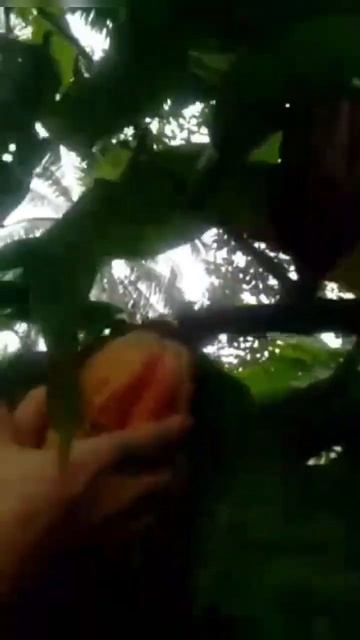 Cacao tree #shorts #cacao #fresh смотреть онлайн