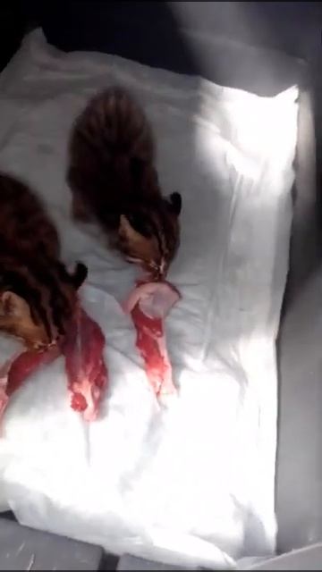 КОТЯТА ЛЕОПАРДОВЫЕ . ЗАВТРАК. смотреть онлайн