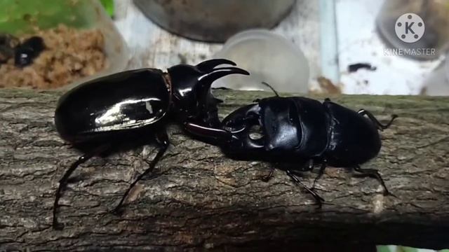 Beetles fighting : Dorcus titanus vs Chalcosoma atlas смотреть онлайн