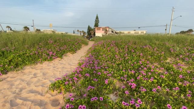 More Bohn Beach 🏖 Morning Glories! 🌸. ☮️💙😎 смотреть онлайн