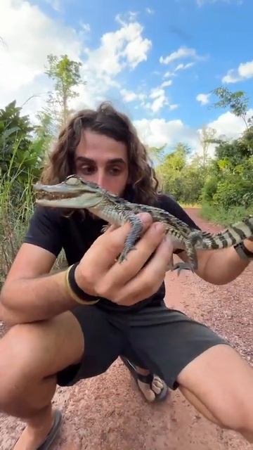 Part 14 Comment il tombe a la fin !! 😅🐊 #reptile #caiman #wild #wildlife #outdoor #outdoors #nature смотреть онлайн