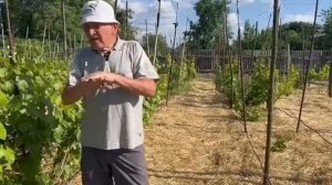 Стоит ли мульчировать землю на винограднике