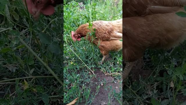 Песня про курицу смотреть онлайн