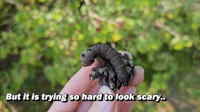 Small Elephant Hawk Moth Caterpillar (Deilephila porcellus) смотреть онлайн