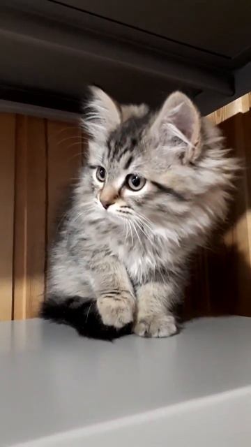 Сибирский котёнок смотреть онлайн
