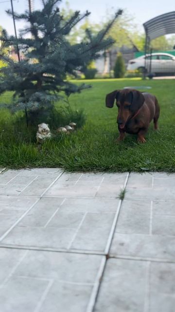 Такса охотится на зайчика) солнечного 😂 ☀️ #собака #такса #dog #щенята #охота #надаче #лучик смотреть онлайн