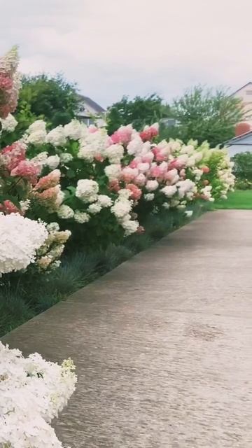 #гортензия #hydrangea #садгортензий #hortensia #hydrangeas #сад #метельчатаягортензия #paniculata смотреть онлайн