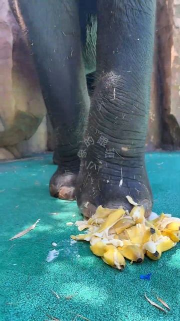 I gave the elephant a banana today #shorts смотреть онлайн