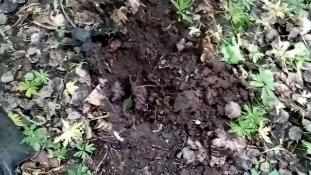 Разведочка навскидку - Шел я лесом, лёсиком дремучим... смотреть онлайн