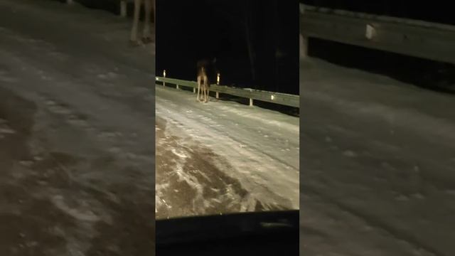 Лось на дороге смотреть онлайн