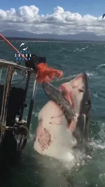 Big Great White Shark Comes Out Of Nowhere #shorts смотреть онлайн