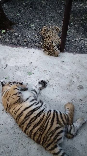 Знакомство тигрёнка Тимура и ягуара Афродиты❤ #забавныеживотные #funnyanimals #тигрёнок #ягуар смотреть онлайн