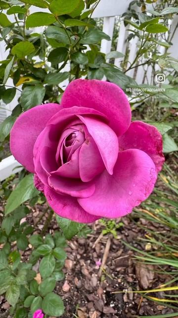 Enjoying this spot at the moment. 🩷🌿💜 #roses #rosegarden #flowers #floridagardening #zone10 смотреть онлайн