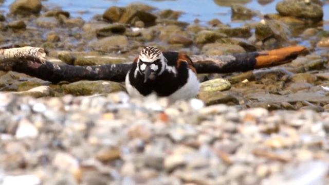Ruddy Turnstone смотреть онлайн