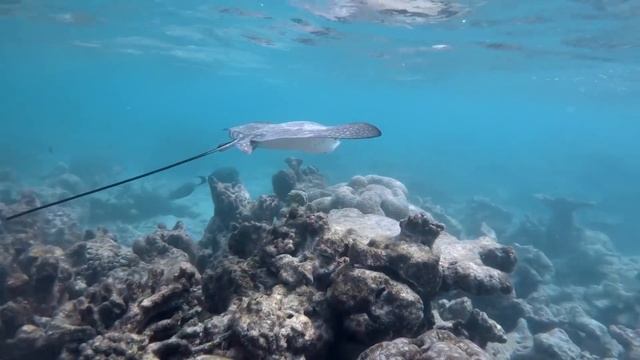 Best Ocean Life 2020, Amazing Under water Marine life смотреть онлайн