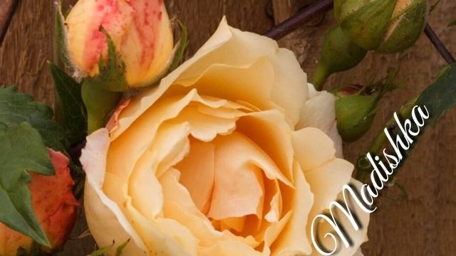 Доггаха Ас Хьо Хьостар Вууу😍💣💥 Тамила Новая Певица 2018 смотреть онлайн