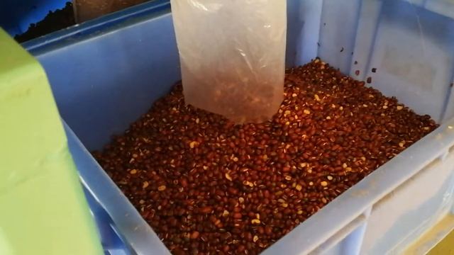 Primary sort-Red bean 15% contami sorted by DA mutilvision смотреть онлайн