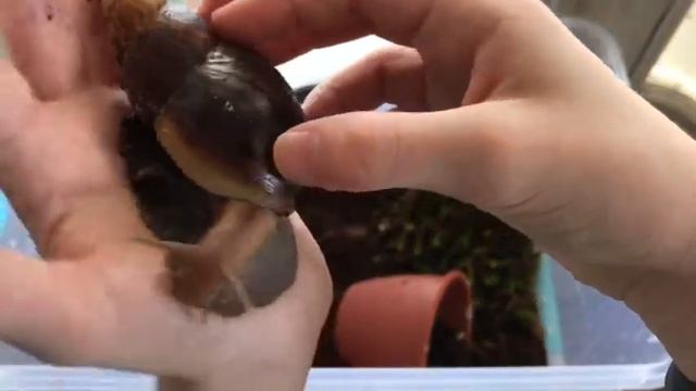 🐌 МОИ НОВЫЕ ПИТОМЦЫ! 🐌 | ПОКАЗЫВАЮ УЛИТОК! смотреть онлайн