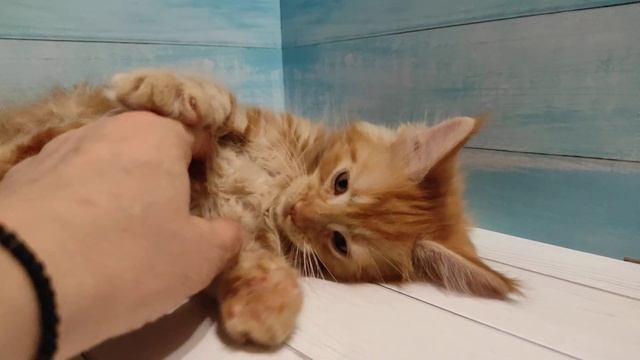 Мейнкуны помет Т 25.10.2022 кошка смотреть онлайн