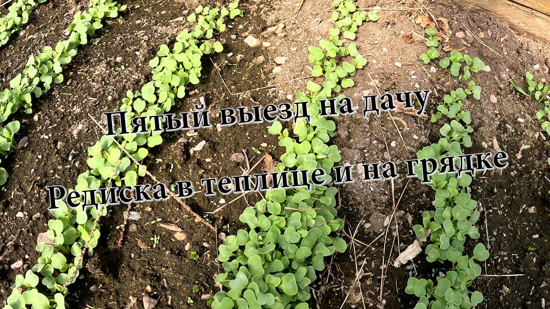 Редиска в теплице и на грядке. Пятый выезд на дачу. смотреть онлайн