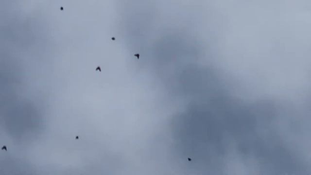 Красноградский голубидром 28.06.утро запад. Очень слабый ветерок смотреть онлайн