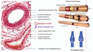 25 ССС в целом