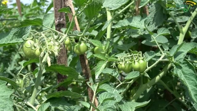 AGAR TOMAT BERBUAH LEBAT | CARA MEMANGKAS TANAMAN TOMAT смотреть онлайн