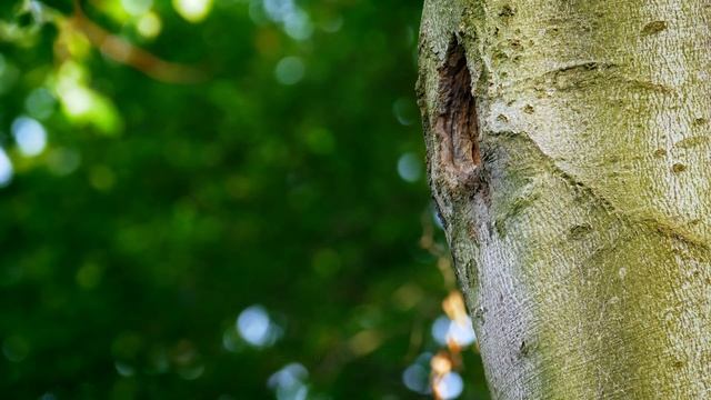 I can’t believe the beetle really did that… смотреть онлайн