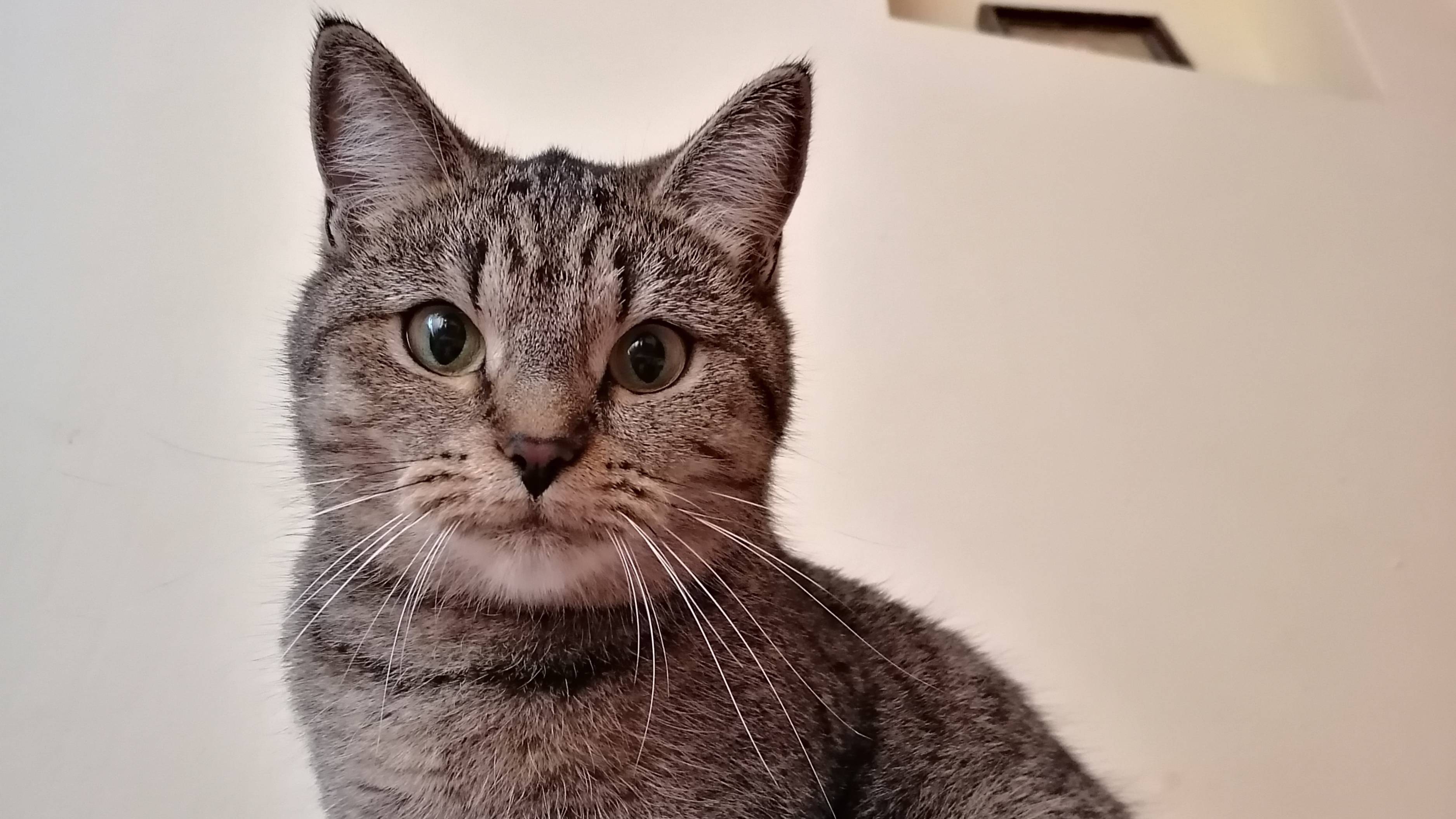 🐱Спят усталые игрушки 😴 💤 смотреть онлайн