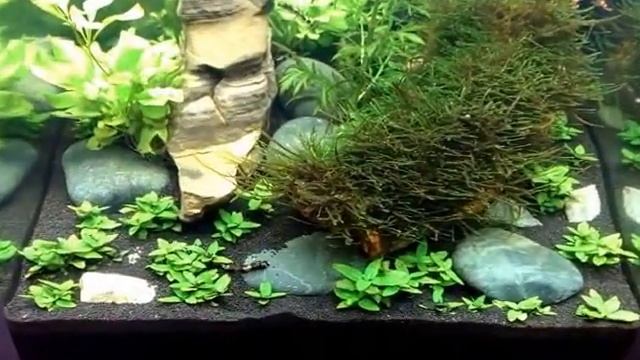 Panda Schmerle смотреть онлайн