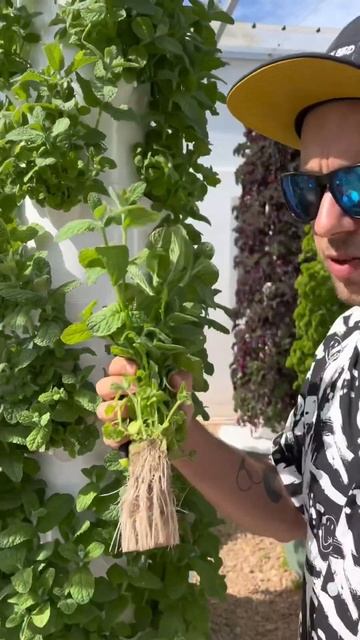 Root management of mint ✂️🌱 #mint #towergarden #verticalfarming #farming #agriculture #herbs смотреть онлайн