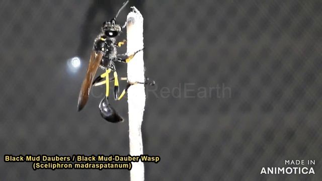 Black Mud Daubers Black Mud-Dauber Wasp (Sceliphron madraspatanum) смотреть онлайн
