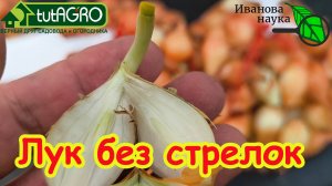 ПОСАДИТЕ ВОТ ТАК ЛУК и ОНИ НИКОГДА НЕ ЗАСТРЕЛКУЕТСЯ! Мой лук не стрелкуется и вот почему.